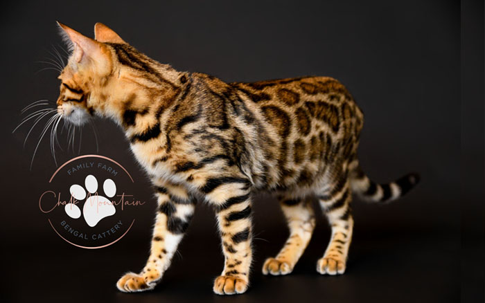 bengal kittens for sale